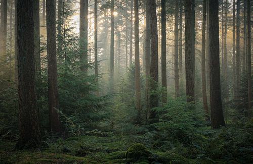 Wonderful atmosphere in the forest