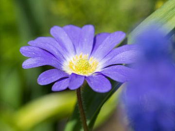 oosterse anemoon (anemone blanda) van Timo Kant