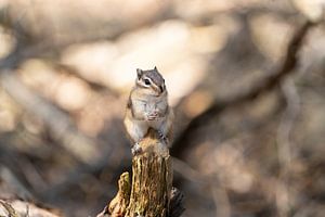 Sibirisches Streifenhörnchen (Eutamias sibiricus) in einem Wald in Tilburg