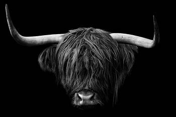 Highland cattle head