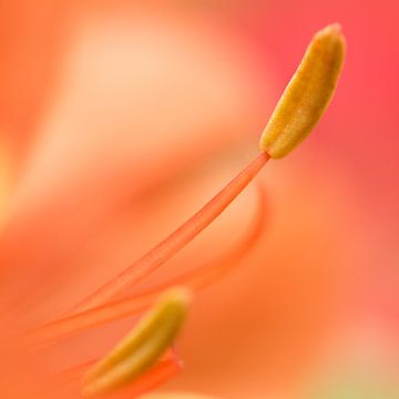 Orange flower von Kimberly van Aalten