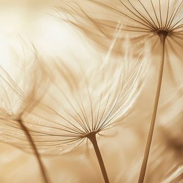 Paardenbloem magie van Poster Art Shop