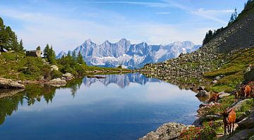 Mountain goats at the mirror lake by Christa Kramer