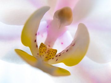 Orchid / Flower / Leaf / Nature / Light / Pink / Purple / Yellow / White / Close-Up Macro by Art By Dominic