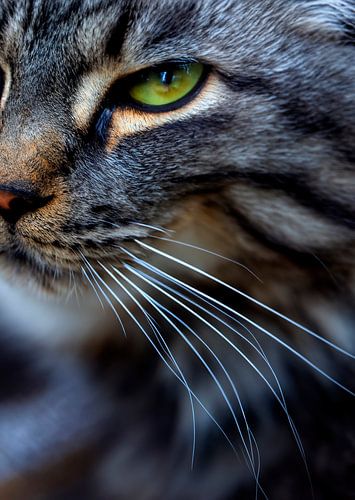 Katze