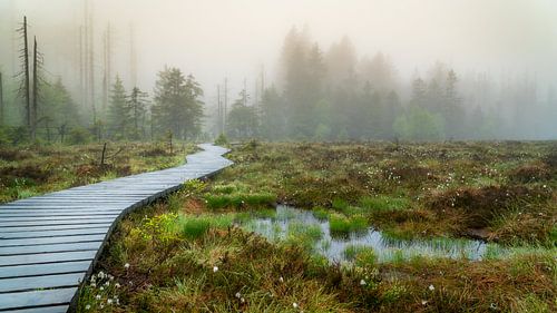 Torfhaus heide in de mist