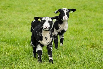 Lammetjes