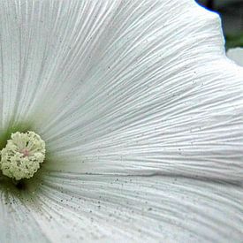 Binnen in een bloem van Charlotte Dam