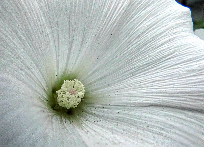 Inside a flower by Charlotte Dam