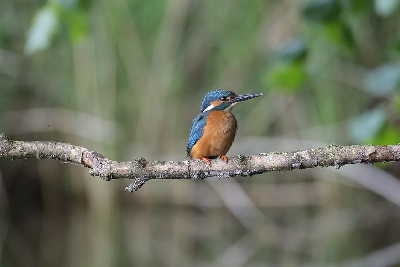 Kingfisher on branch by Wim van der Meule