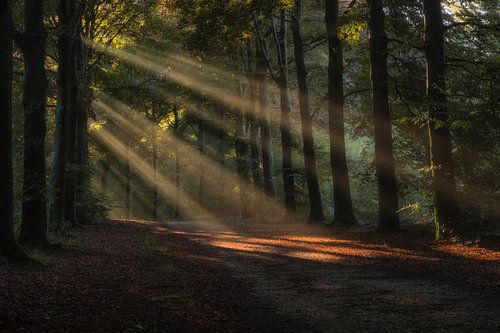 Zonnestralen verlichten het bos