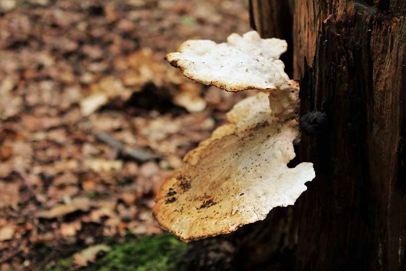 Paddenstoel in het bos by Anne Sparidans
