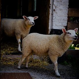 sheep von samantha vos