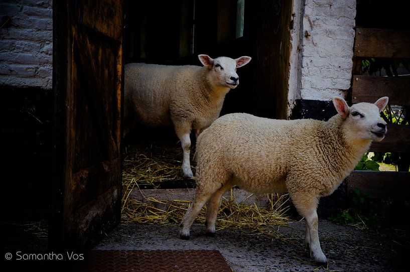 sheep by samantha vos
