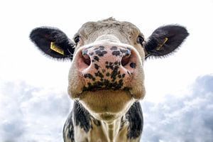 Une vache regarde joyeusement la caméra sur Atelier Liesjes