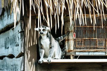 Ring-tailed lemur by Kees Wessels