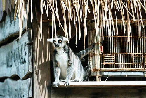 Ring-tailed lemur