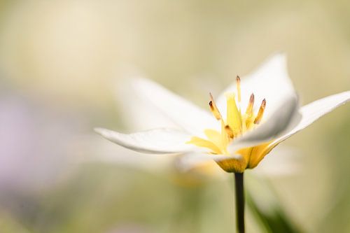 mini tulip soft in spring