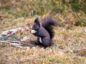 Squirrel with nut by Teresa Bauer thumbnail