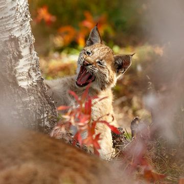 Lynx cub yawning