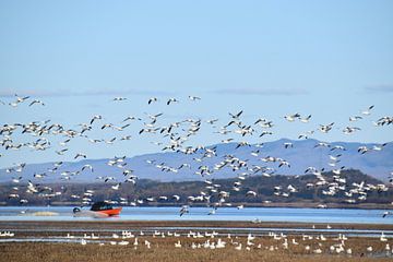 Snow geese on the river by Claude Laprise