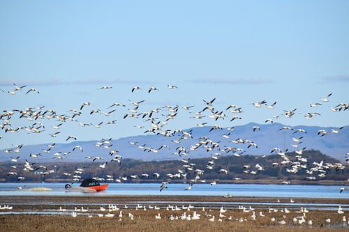 Sneeuwganzen op de rivier