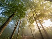 Mistige zonsopkomst bos bij Zeist!