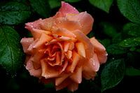 Roze roos met waterdruppels
