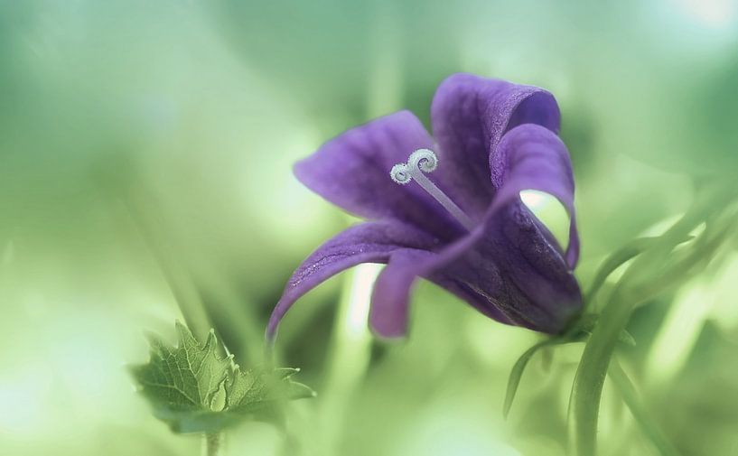 Glöckchen von Martina Weidner