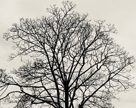 Silver tree crown without leaves by Miriam Kooij