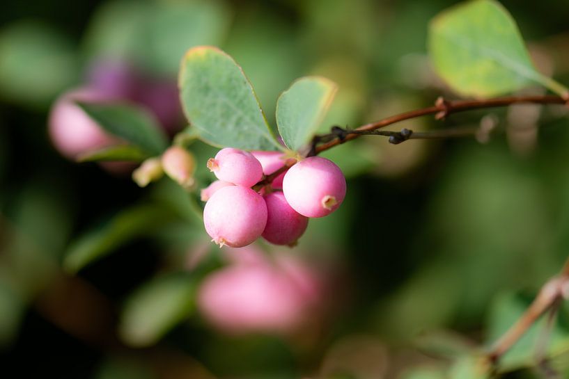 snowberry by Tania Perneel