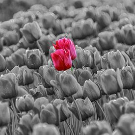 Monochrome tulpen met een roze twist van Erik Spijkerman