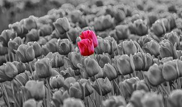 Monochrome tulpen met een roze twist van Erik Spijkerman