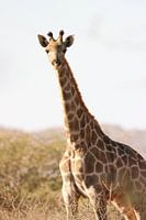 Giraffe in der Savanne