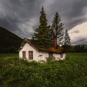 Haus mit Baum auf dem Dach in Hemsedal, Norwegen