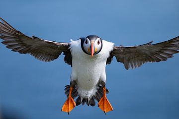 De landing van een Papagaaiduiker van Rene van Dam