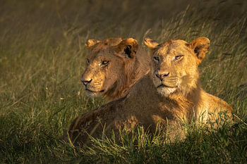 Löwe und Löwin zusammen in der untergehenden Sonne