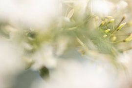 Flower by Ron Kleinjans