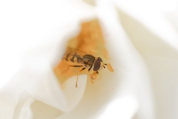 Zweefvlieg in witte roos van Erwin van Eekhout