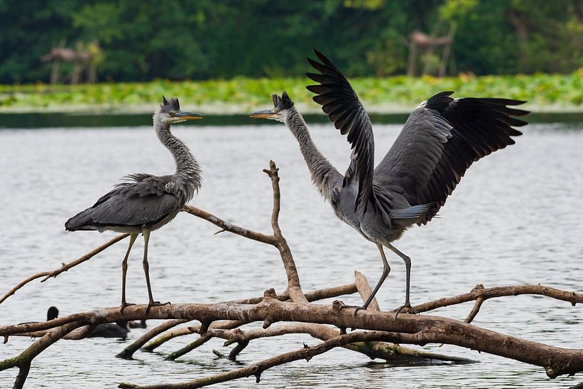 grey heron's prank by Merijn Loch