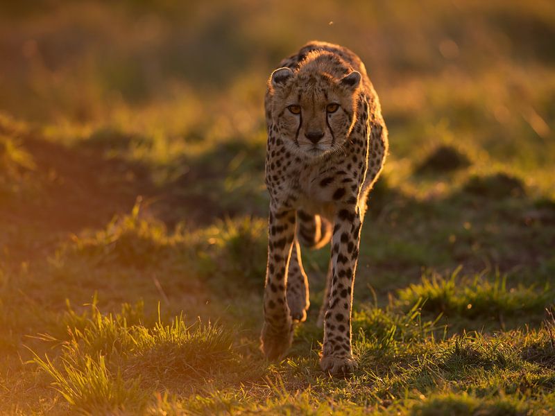 Into the light by Marco Pozzi