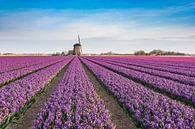Het voorjaar in Nederland van Michael Valjak thumbnail