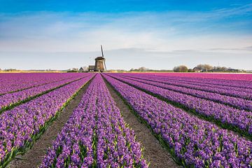 Frühling in Holland von Michael Valjak