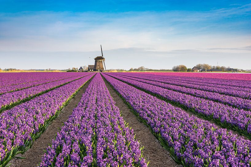 Het voorjaar in Nederland van Michael Valjak