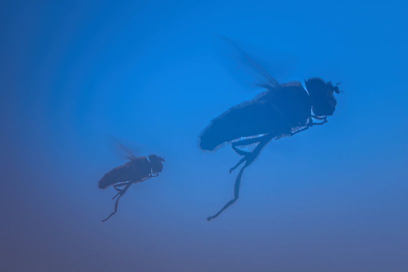 Fliegen Sie mit mir |Bees von Marianne Twijnstra