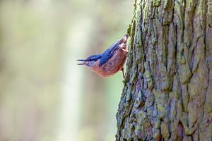 Blauwe boomklever loopt zingend langs een boom in het bos