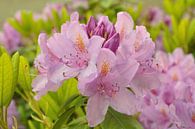 Een Rhododendronbloesem van Philipp Klassen thumbnail