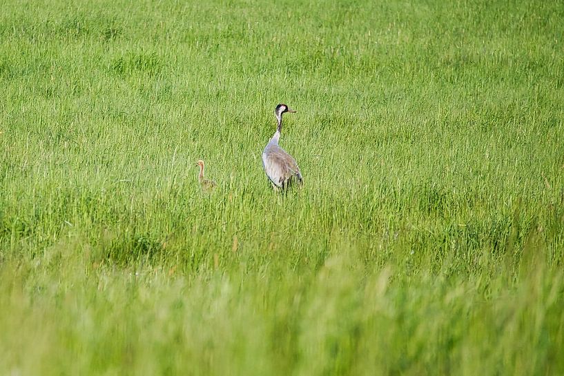 Cranes on a meadow by Martin Köbsch