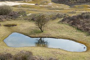 Reflektionen im Sumpf von Werner Lerooy