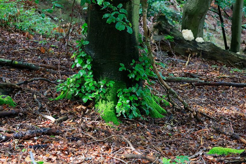 Wildromantischer Kellerwald von Thomas Jäger